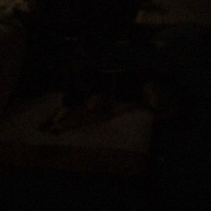 Meet your Posher, Ginger